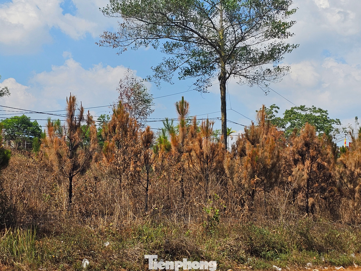 Nhiều cây thông bị cháy cả lá