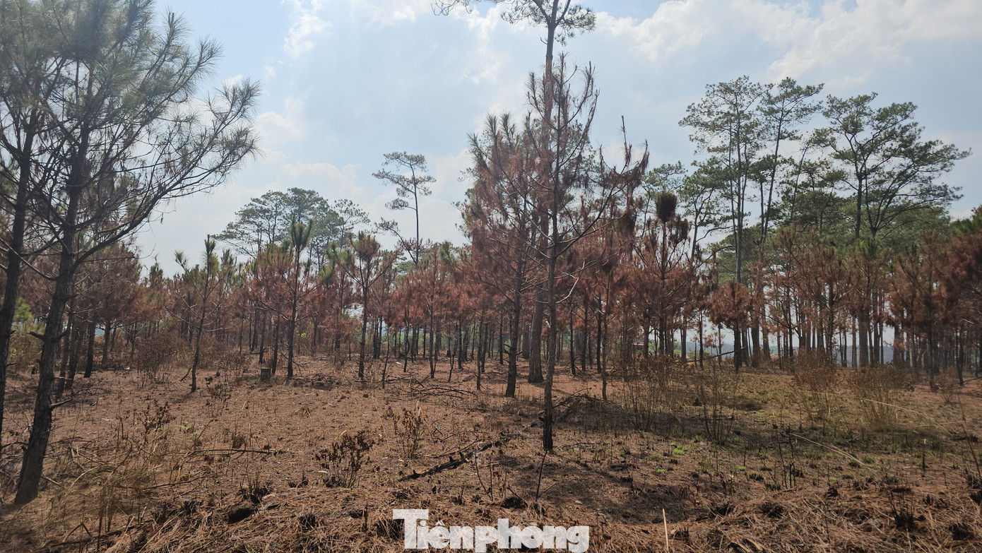 Vạt cây thông chuyển màu sau khi bị cháy