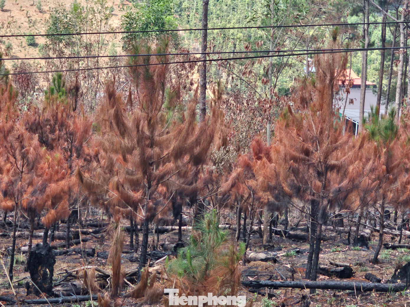 Có những cây thông bị cháy trụi