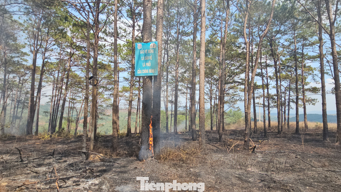 Một cây thông bị cháy lên thân