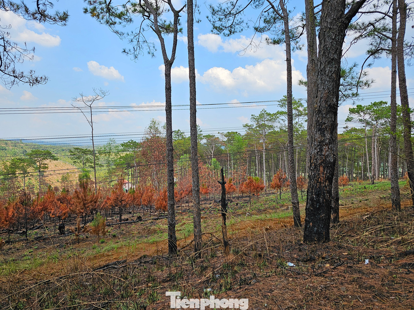 Những cây thông non sau khi bị đốt cháy