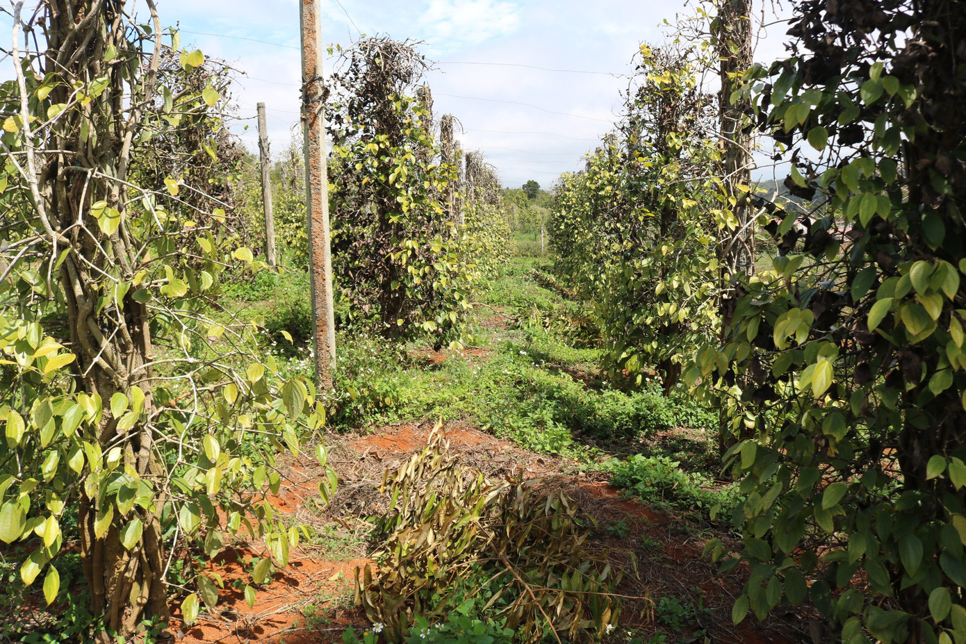 Diện tích vườn tiêu của ông Thược cũng bị phá hoại Diện tích vườn tiêu của ông Thược cũng bị phá hoại
