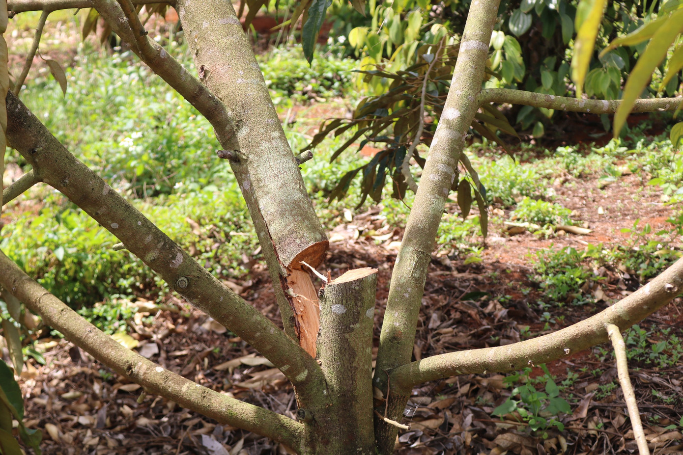 Gốc cây sầu riêng của nhà ông Thược bị cưa gốc Gốc cây sầu riêng của nhà ông Thược bị cưa gốc