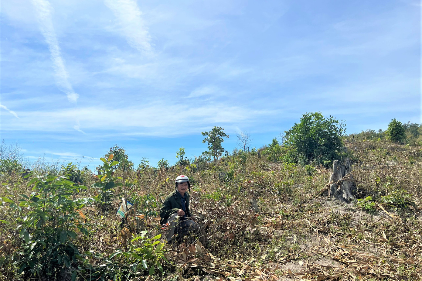 Ông Luận rầu rĩ, "mất Tết" vì vườn điều của gia đình bị chặt phá Ông Luận rầu rĩ, "mất Tết" vì vườn điều của gia đình bị chặt phá