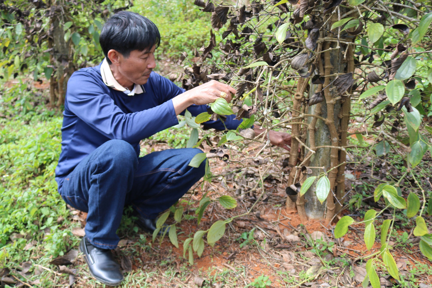 Cây hồ tiêu của ông Thược bị kẻ gian cắt gốc Cây hồ tiêu của ông Thược bị kẻ gian cắt gốc