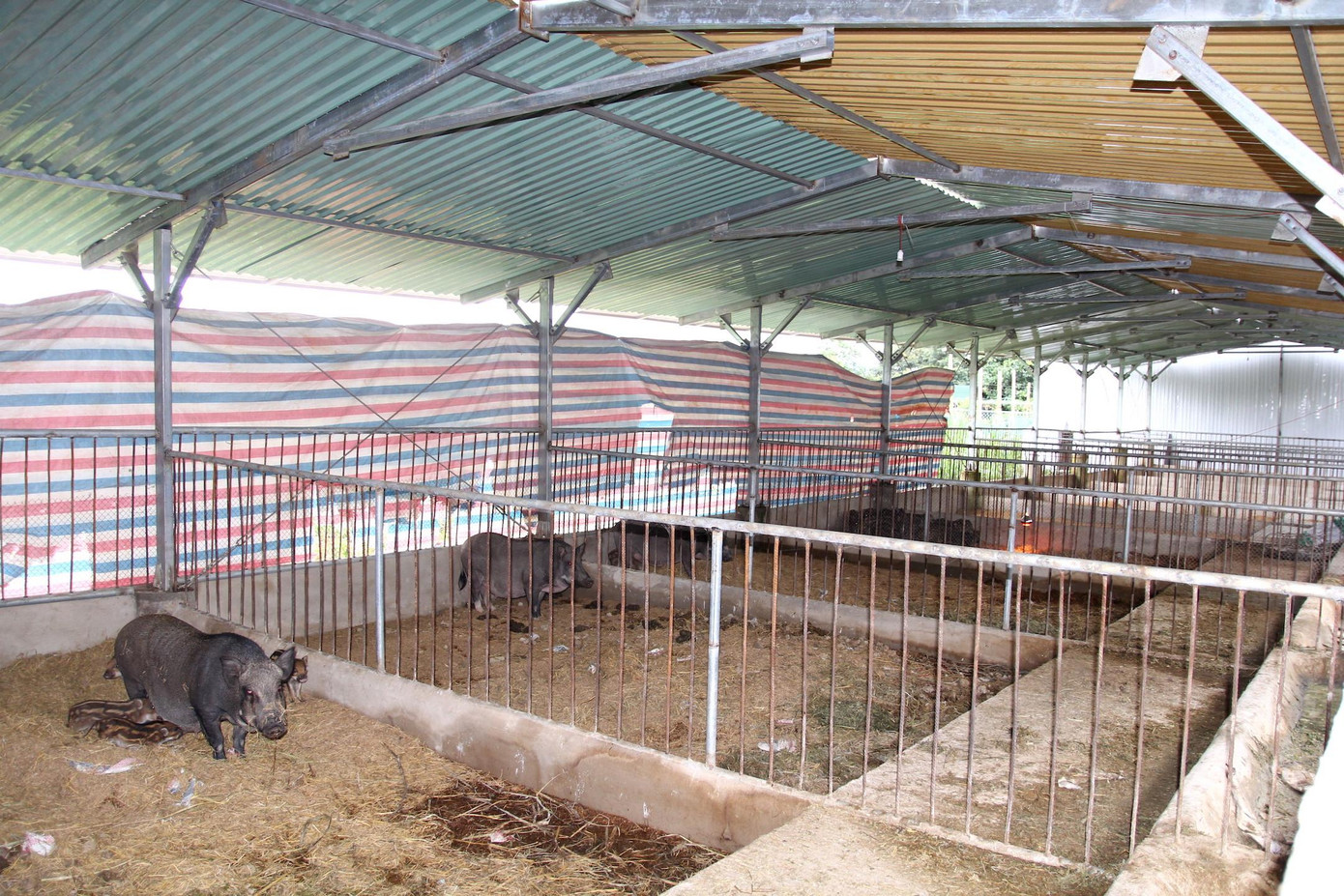 Mô hình trang trại kết hợp khai thác điện mặt trời