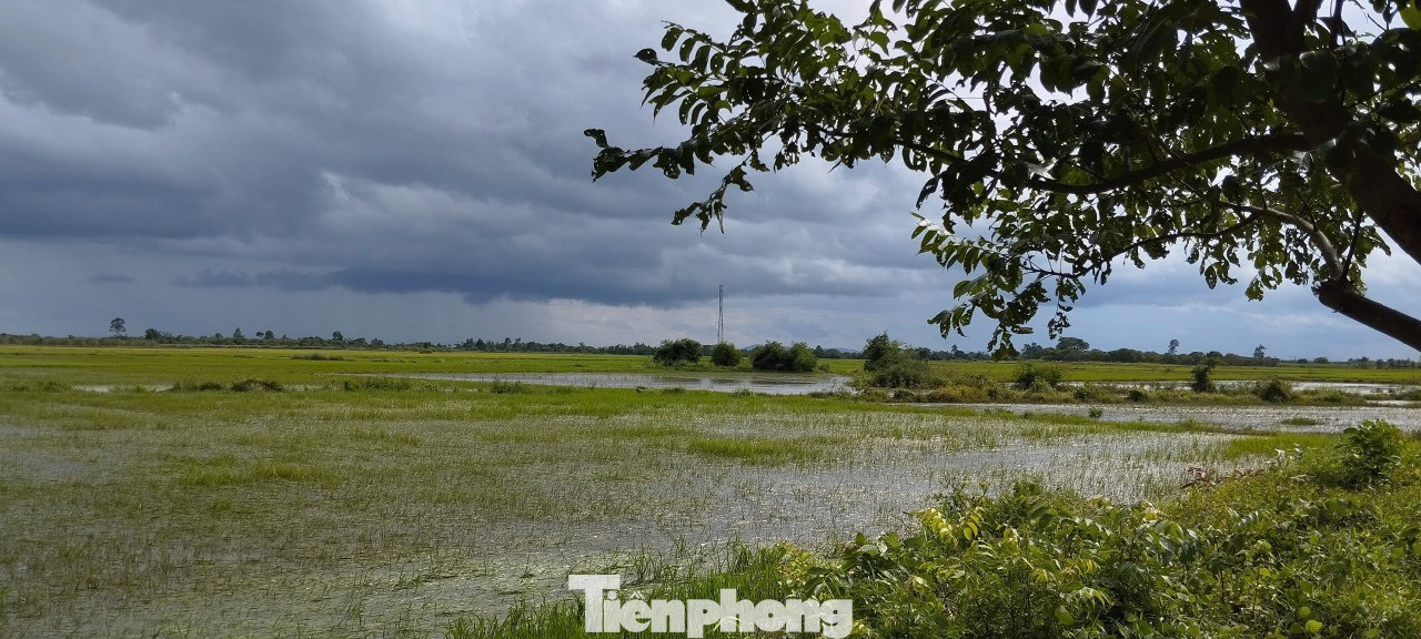 Lúa bị ngập trong nước Lúa bị ngập trong nước