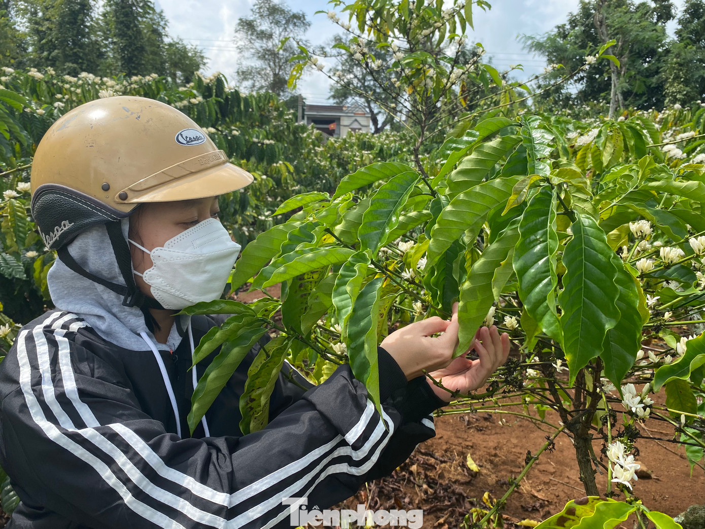 Cây cà phê bị nở "hoa chanh"