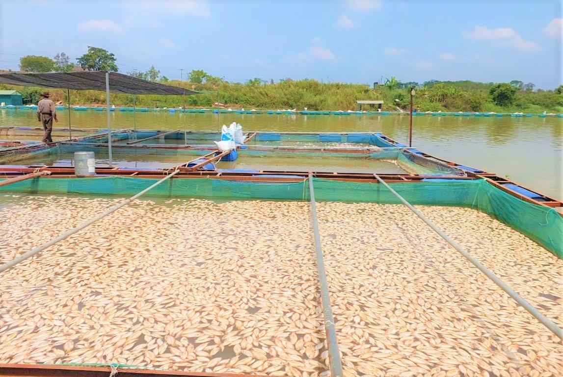 Cá nuôi chết ken đặc