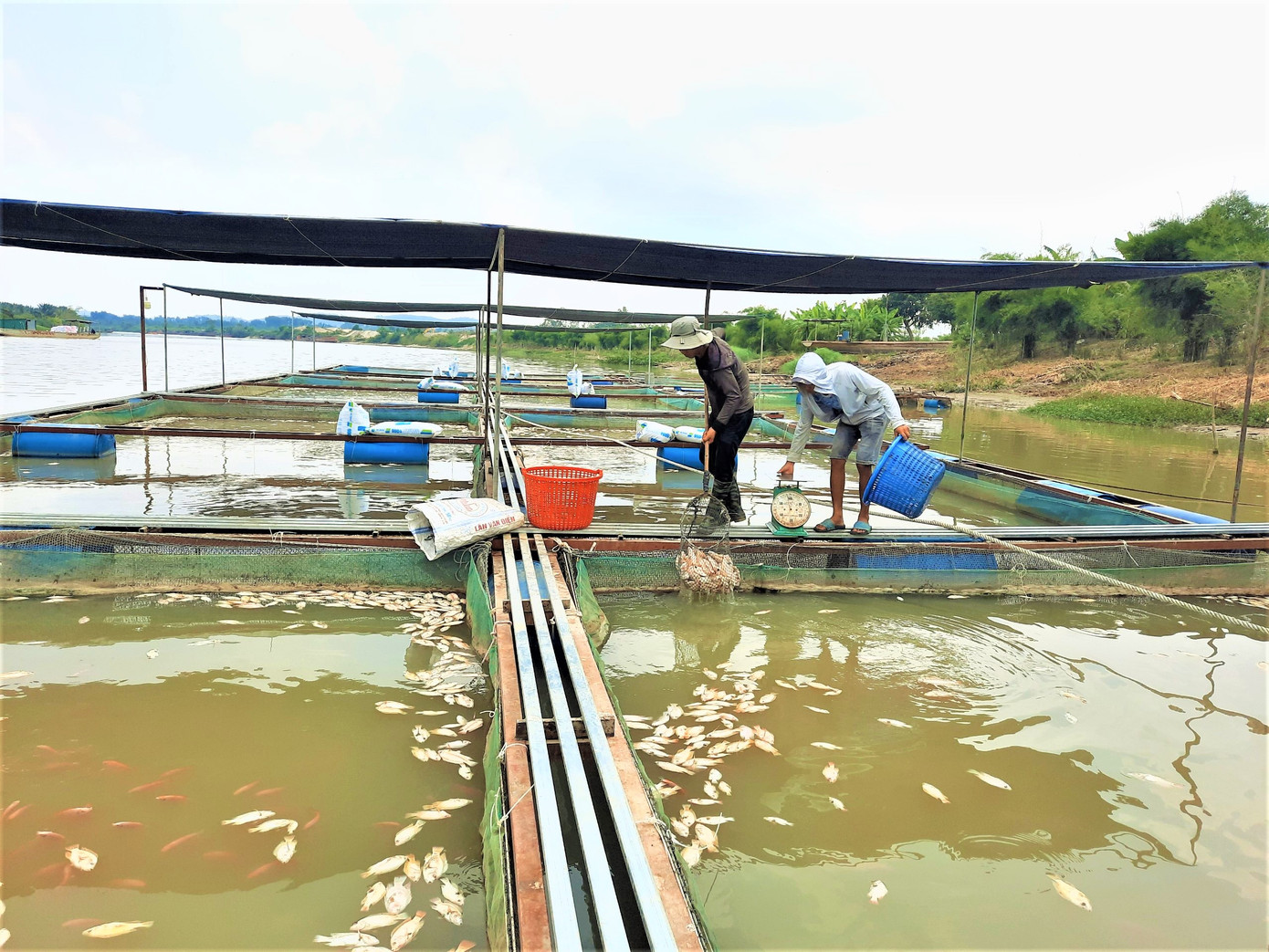 Người dân vớt cá chết để tránh gây ô nhiễm