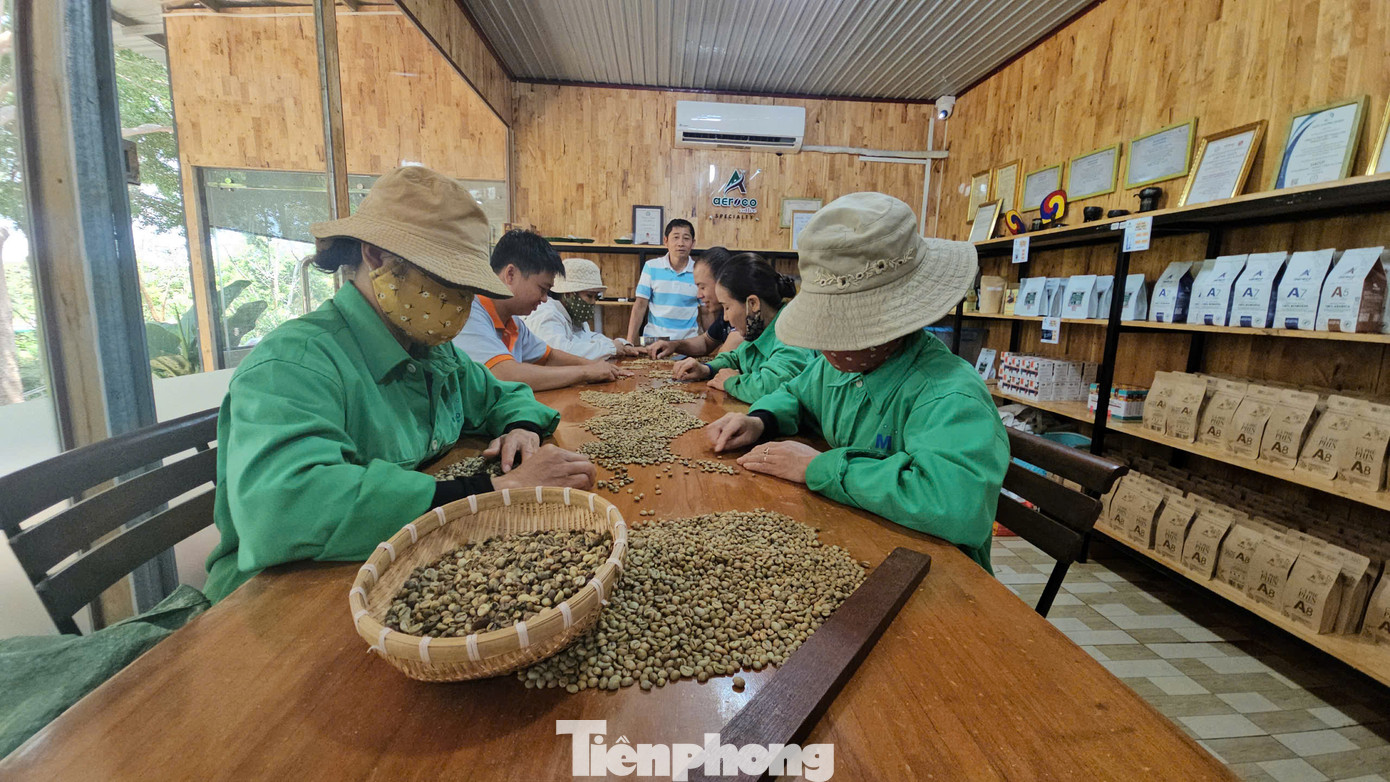 Doanh nghiệp lo việc Mỹ áp thuế sẽ ảnh hưởng đến việc xuất khẩu cà phê.