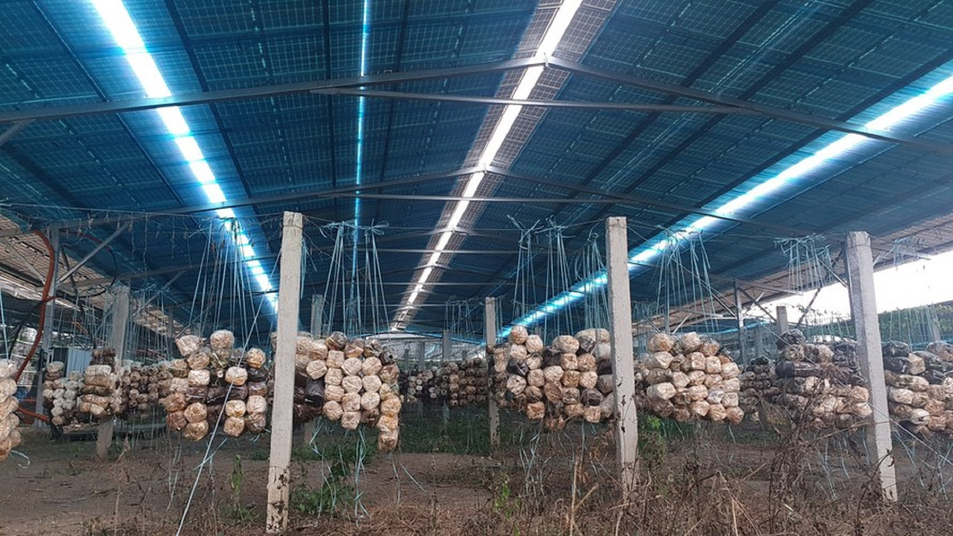 Nhiều trang trại ở Đắk Lắk chỉ chăm chăm sản xuất điện mặt trời.