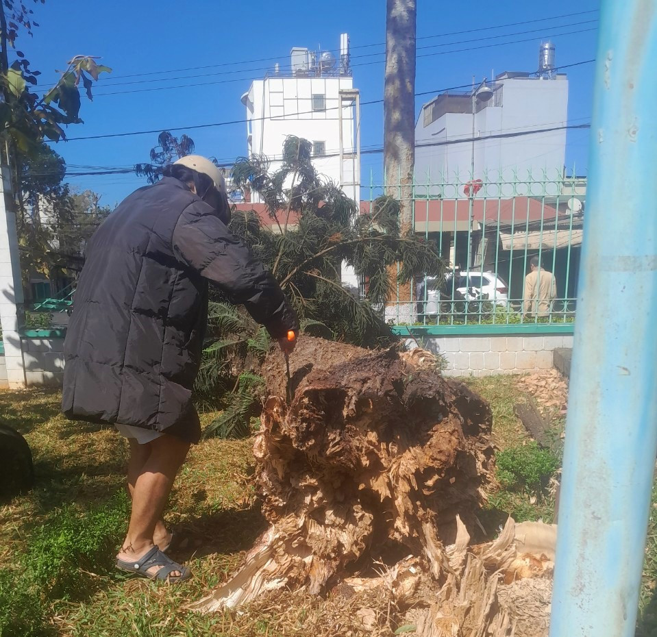 Cây tùng bị bật gốc