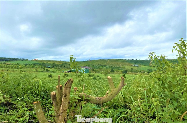 Dự án trồng, chăm sóc cao su nhưng đã bị nhà đầu tư tự ý chuyển mục đích