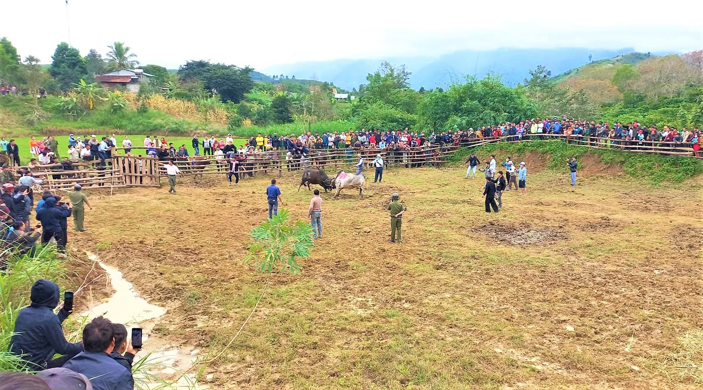 Chọi bò là nét văn hóa đặc sắc của đồng bào Mông