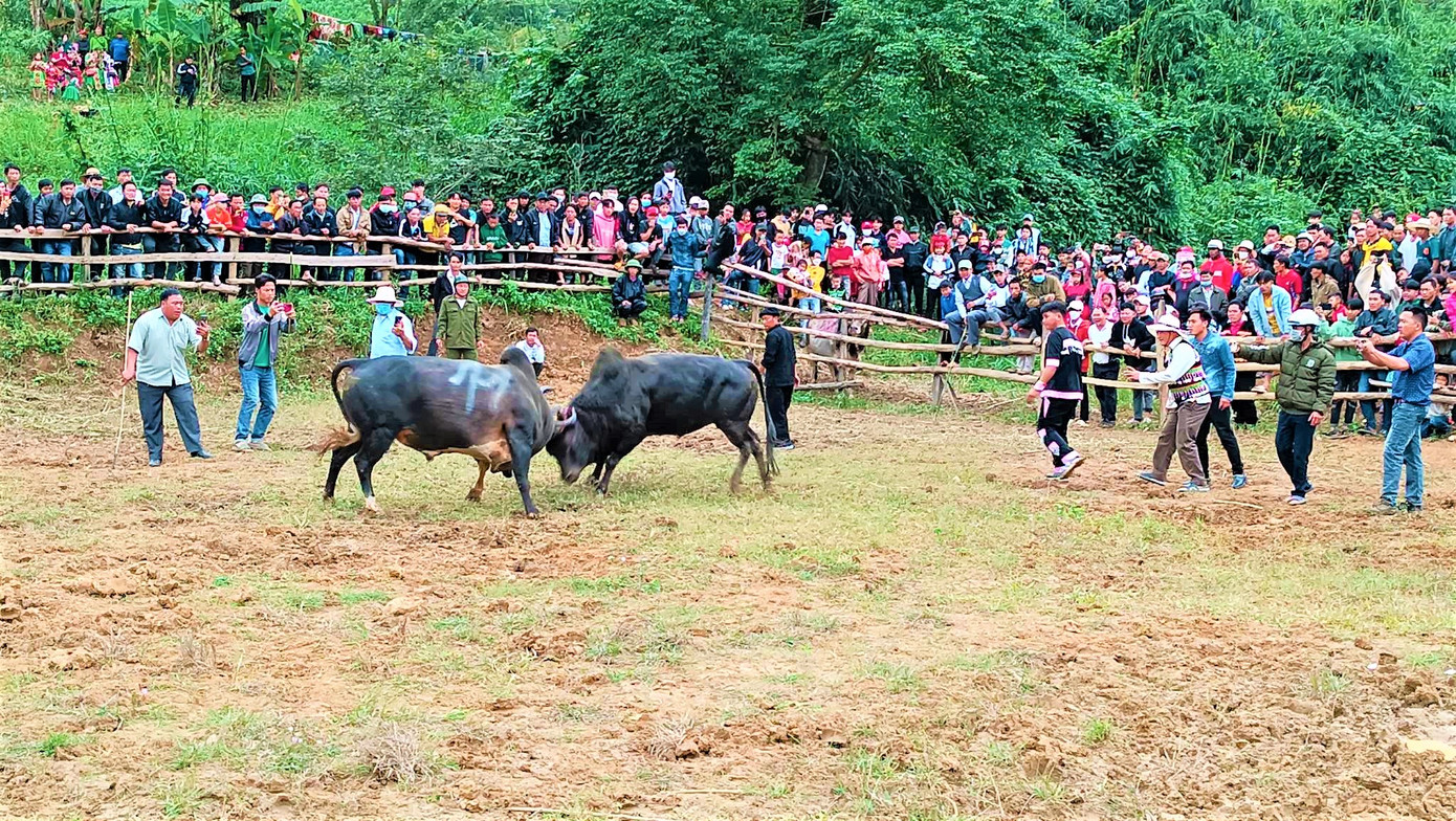 Màn tranh tài kịch tính của các chú bò