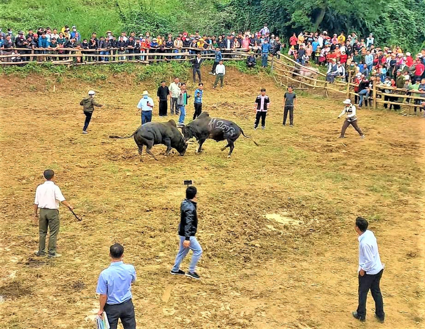 Những chú bò sau khi tham gia thi đấu, sẽ tiếp tục được gia chủ chăm sóc
