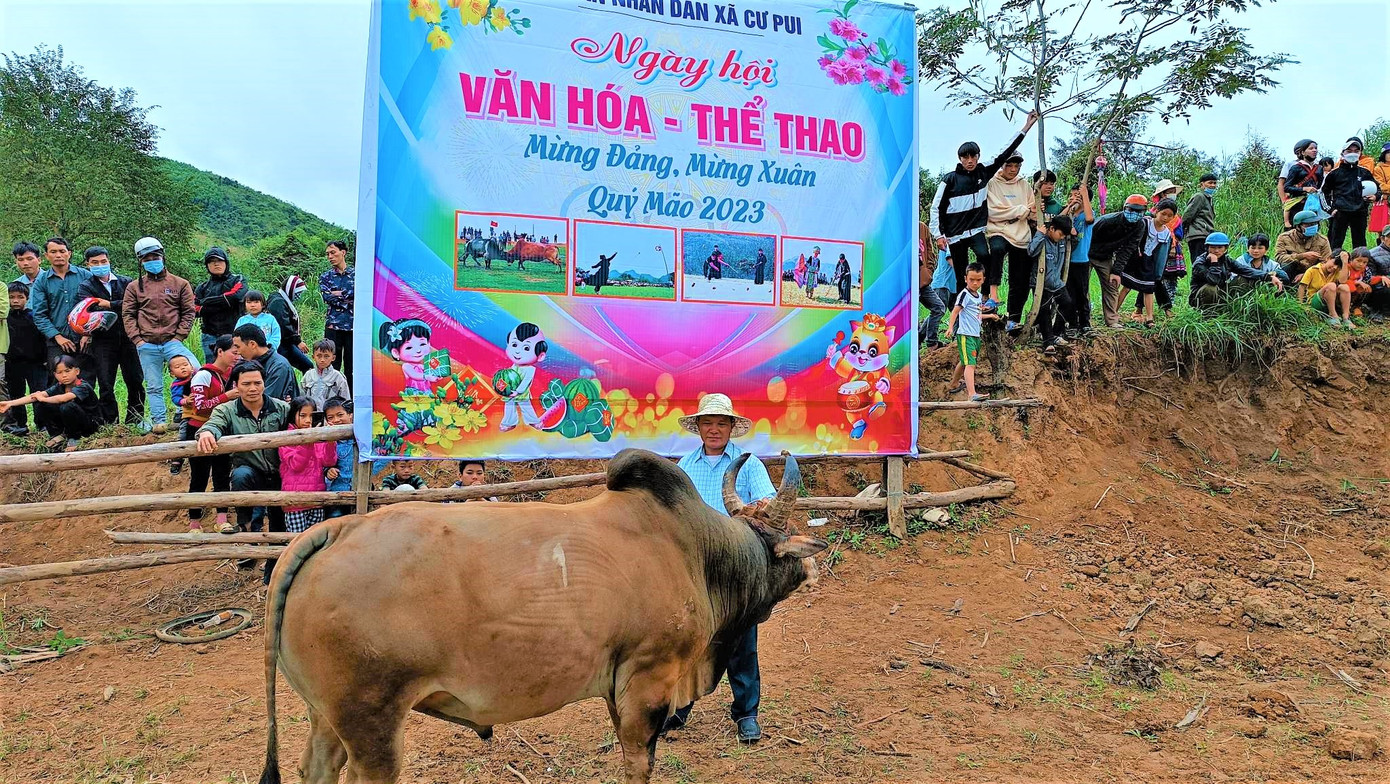 Có 12 chú bò được lựa chọn tham gia thi đấu