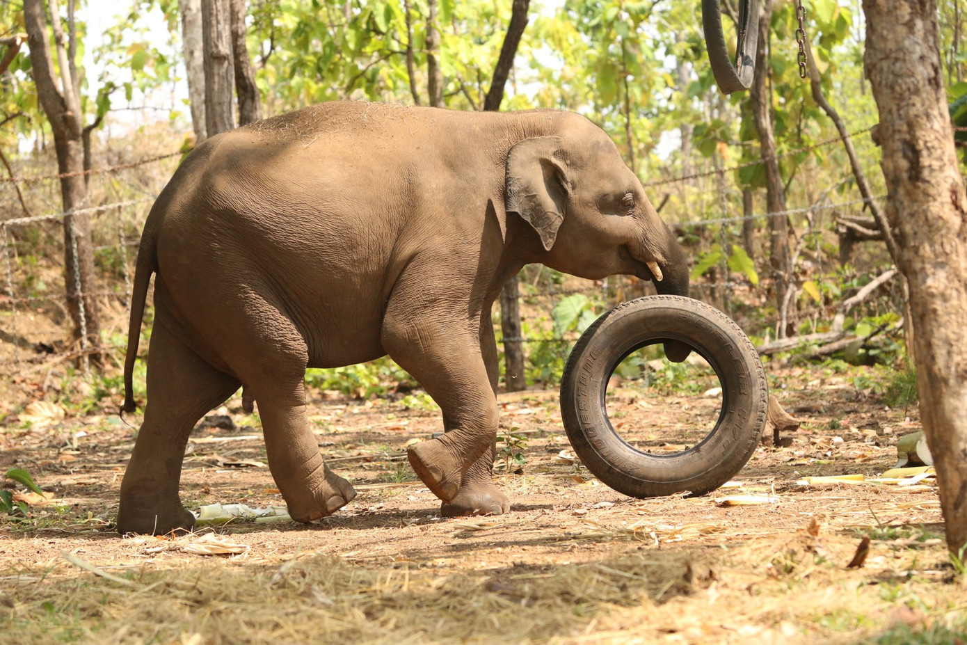 Voi Gold sở hữu cặp ngà dài hơn gang tay. Ảnh: Phương Lam