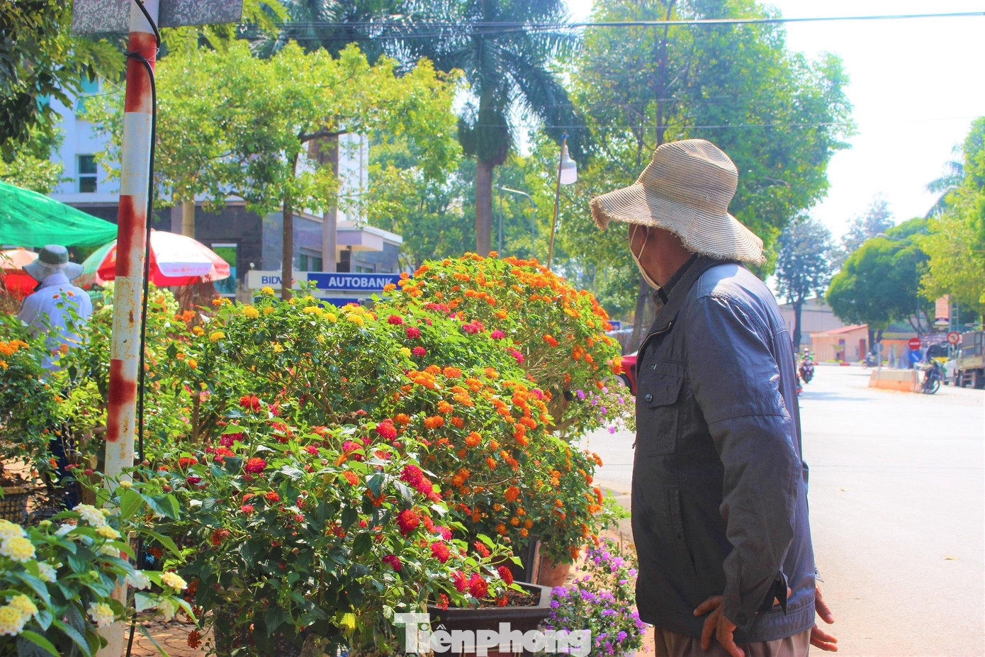 Loại hoa ngũ sắc nổi bật tại chợ hoa Xuân