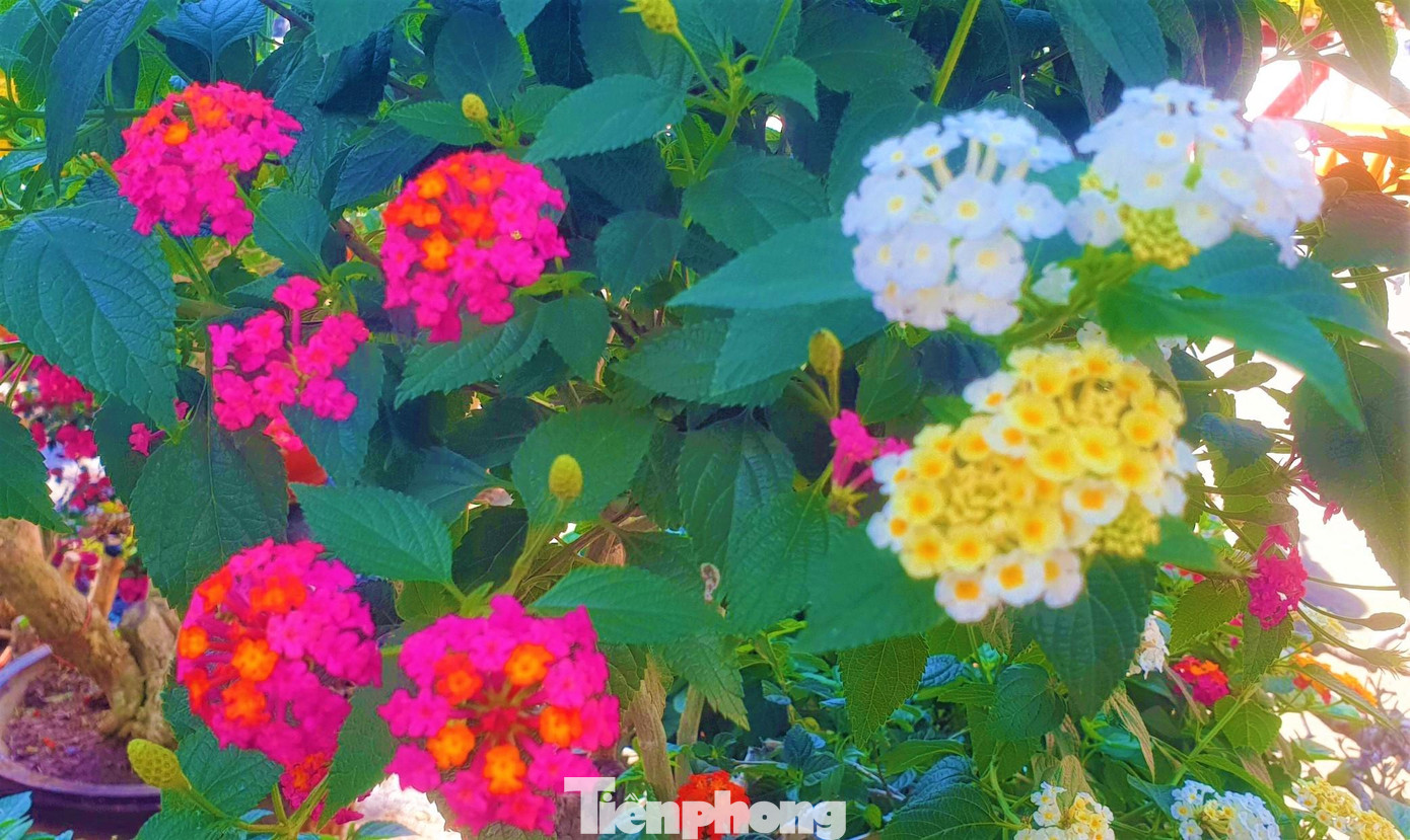 Ngũ sắc thuộc cây thân gỗ, dạng bụi nhỏ. Lá cây hình trái xoan, trên mặt lá có lông. Sở dĩ gọi là hoa ngũ sắc bởi bông hoa của cây có nhiều màu sắc rực rỡ, mọc thành từng chùm.