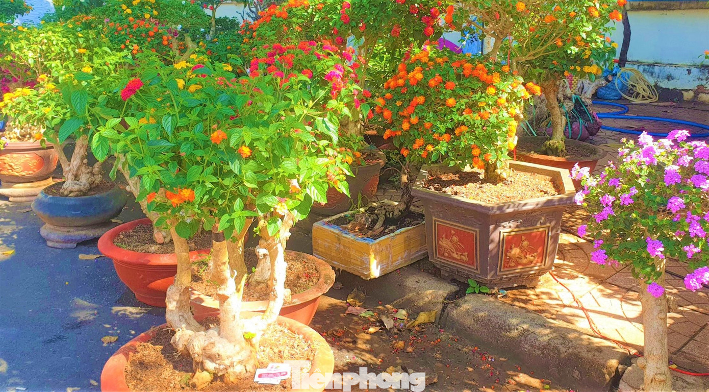 Giữa muôn loài hoa cây cảnh tại Chợ hoa Xuân TP. Buôn Ma Thuột (Đắk Lắk), có hàng trăm gốc bonsai ngũ sắc lung linh ngay ngã tư đường Nguyễn Đình Chiểu-Trường Chinh. Mỗi chậu hoa có hình dáng (nghiêng, trực, huyền…) và màu sắc tím, hồng, cam, đỏ… khác nhau. Đặc biệt, mỗi gốc bonsai có thân hình xù xì, có tuổi đời từ 7-10 năm tuổi.