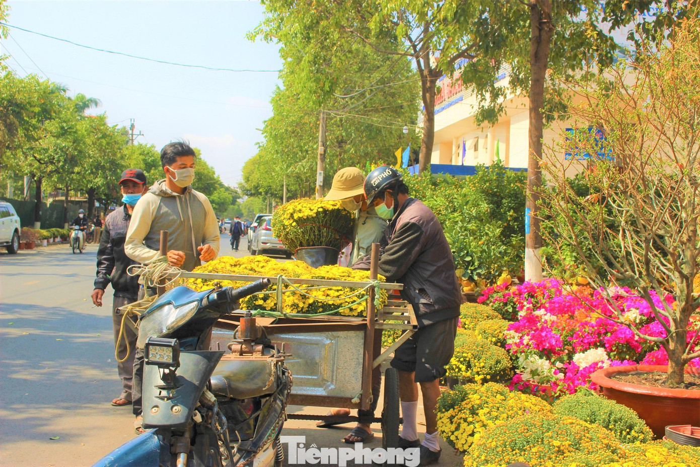 Hoa cúc mâm xôi tại chợ hoa Xuân