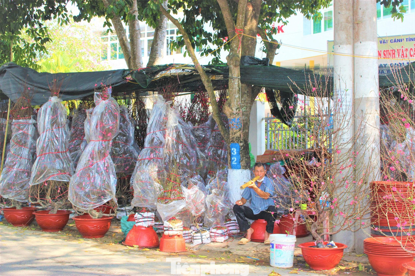 Còn rất nhiều gốc đào Nhật tân tại chợ hoa Xuân Buôn Ma Thuột