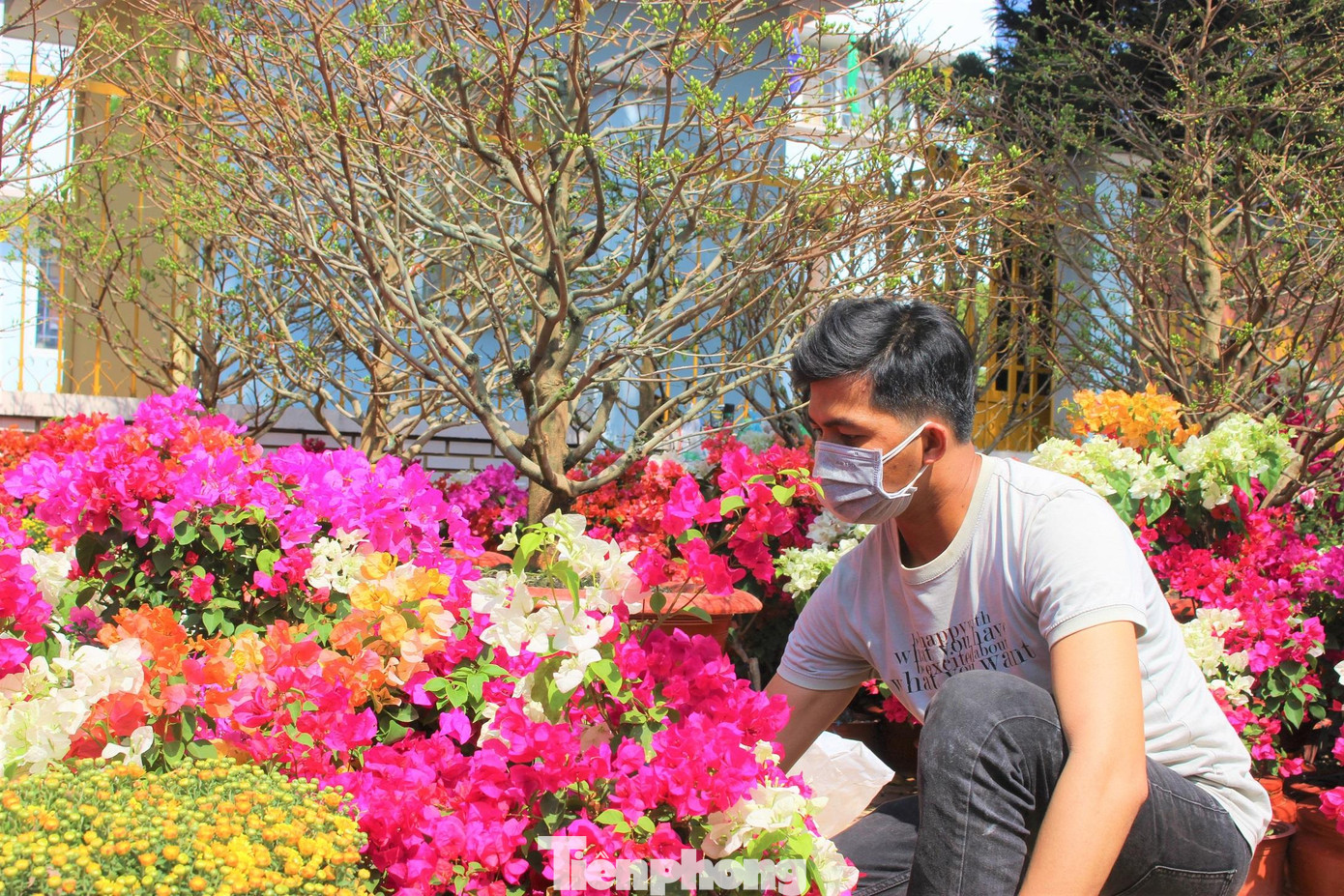 Hoa giấy được bán khá nhiều tại chợ hoa Xuân Buôn Ma Thuột