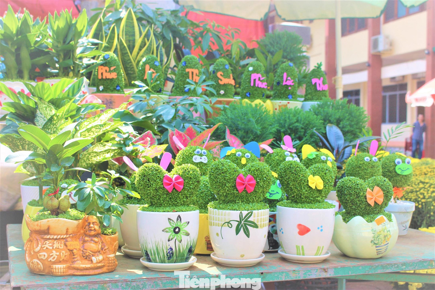 Loại cây cảnh mini độc lạ, chờ khách xuống tiền