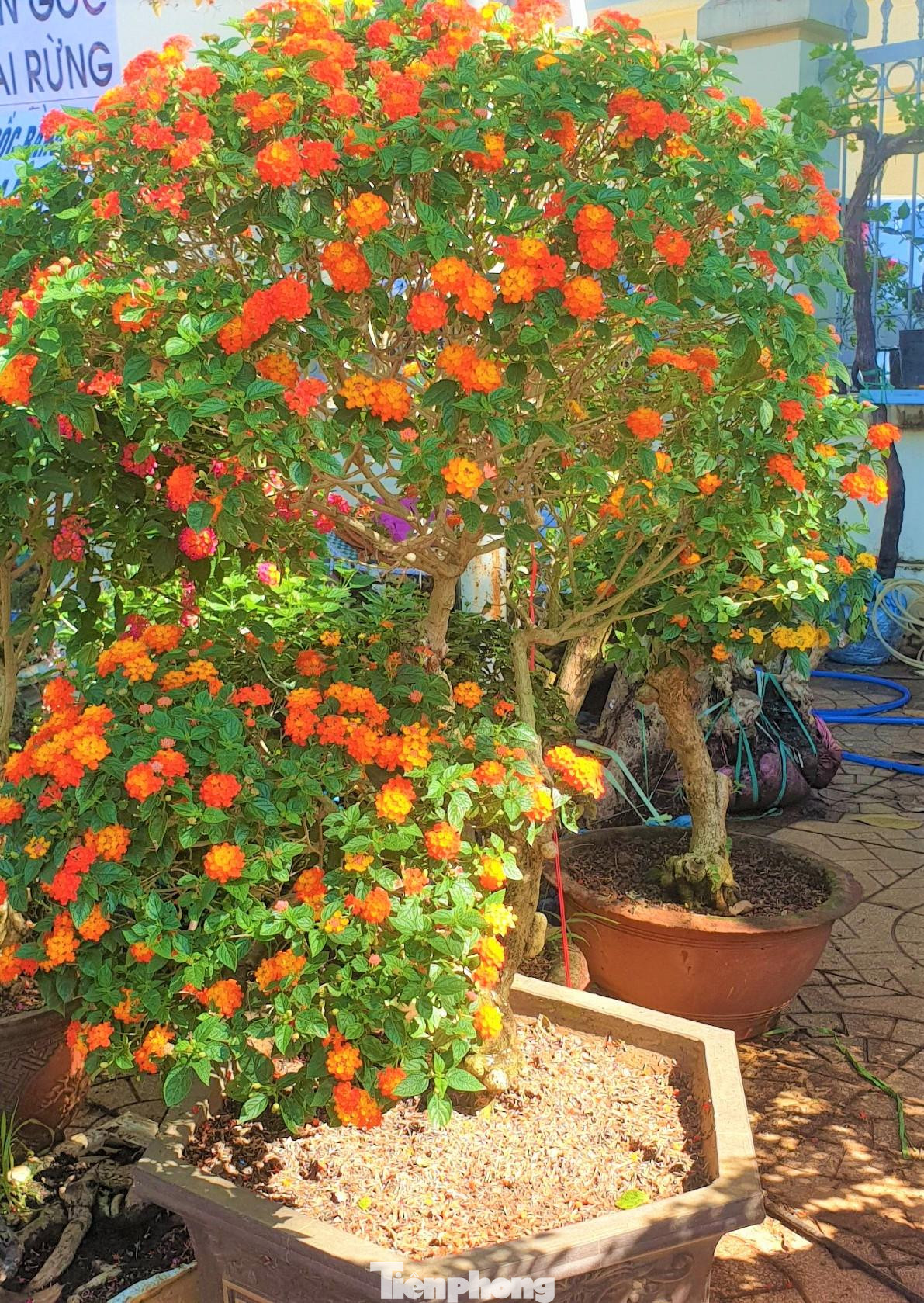 Ông Nguyễn Văn Thêm (phường Tân Lợi, TP. Buôn Ma Thuột)- khách hàng xem hoa cho biết: “Mua hoa không chỉ chọn cây có bông nở đẹp mà chọn để ý cả kiểu dáng được tạo hình sao phù hợp với không gian của gia đình. Những năm trước, nhà ông hay chơi hoa cúc, nay thấy ngũ sắc lạ lẫm nên cũng muốn đổi món cho khác lạ”.