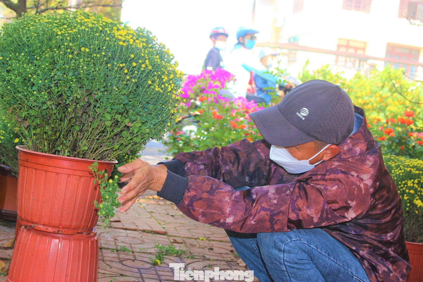 Chủ vườn chăm tỉa lại chậu hoa