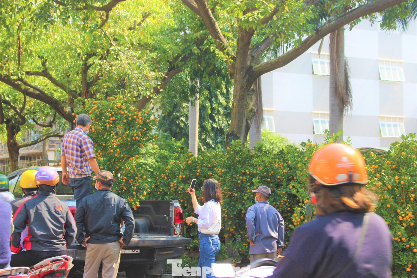 Một cây quất lớn tìm được chủ