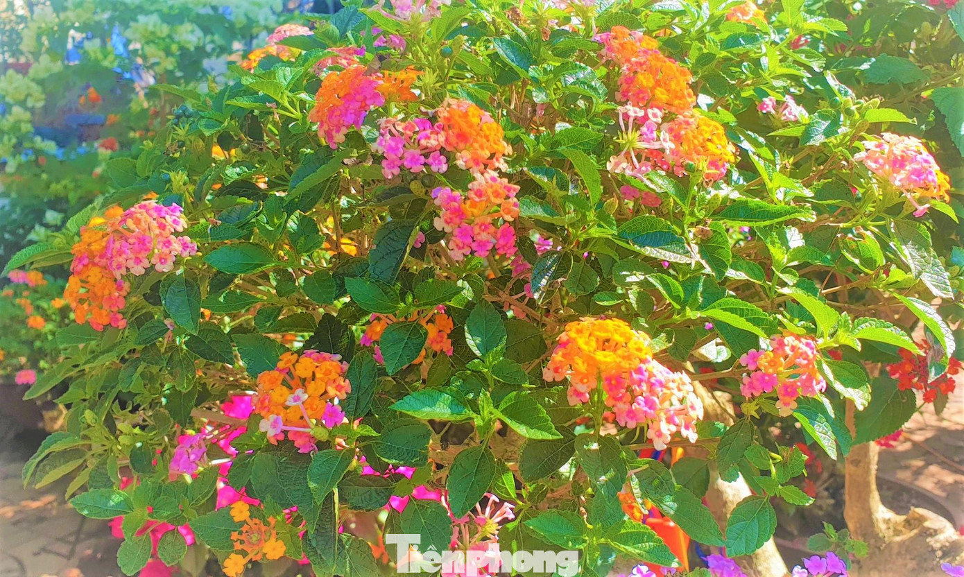 “Hoa ngũ sắc thường có các màu như cam, đỏ, trắng, tím, hồng… tạo thành từng chùm. Cây được tỉa thành từng tán. Mỗi cây thường để 3 đến 4 tán thể hiện sự cân bằng, hài hòa. Năm trước hết hàng nhanh lắm, năm nay do dịch bệnh nên vắng khách mua, chủ yếu là khách đi tham quan và chụp hình” ông Đoàn Văn Đức chia sẻ.