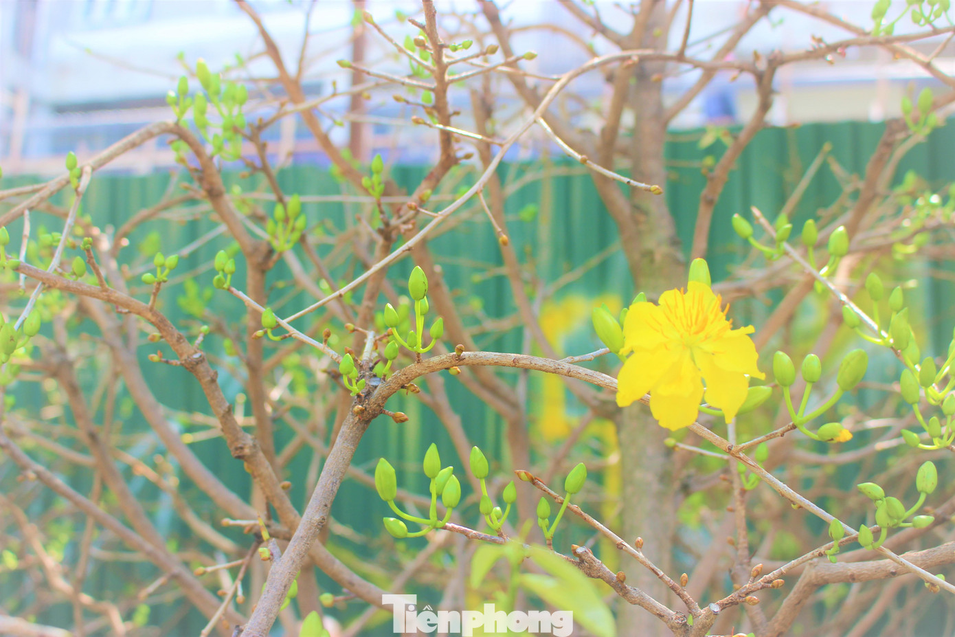 Mai vàng khoe sắc thắm