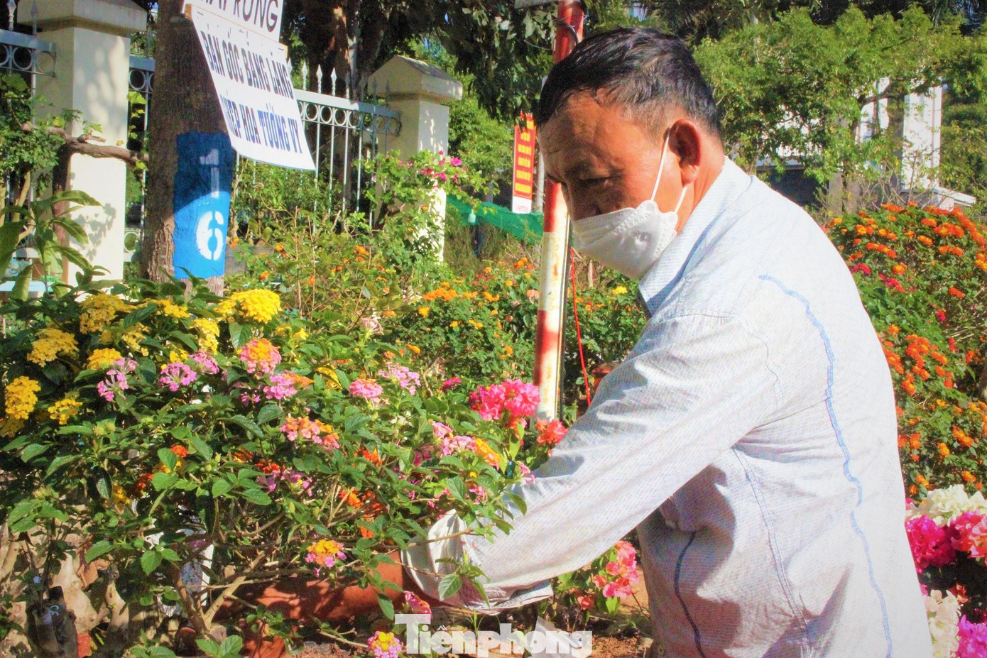 Ông Đoàn Văn Đức- chủ nhân số chậu bonsai ngũ sắc trên cho biết, đây là năm thứ 2 ông đưa loại cây này ra chợ xuân bày bán. Cây ngũ sắc có nguồn gốc từ rừng núi hoang dại, dễ bắt gặp ở các tỉnh Tây Nguyên.