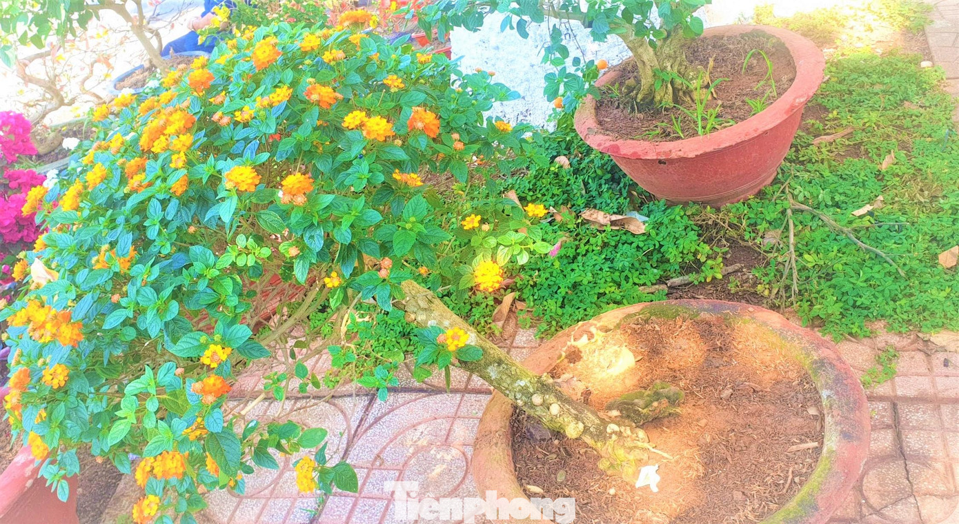 Hoa ngũ sắc có nhiều màu, bung nở quanh năm bất chấp mọi thời tiết, tượng trưng cho sự hài hòa, cân bằng cùng sức sống mãnh liệt, thể hiện sự kiên trì, vượt lên mọi hoàn cảnh.