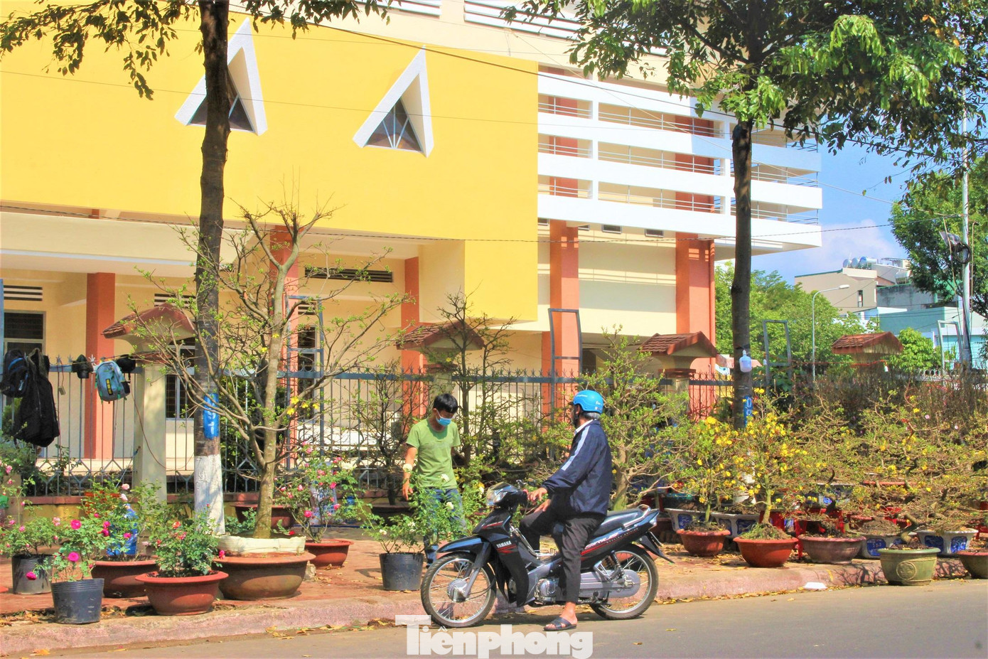 Khách hỏi mua hoa mai