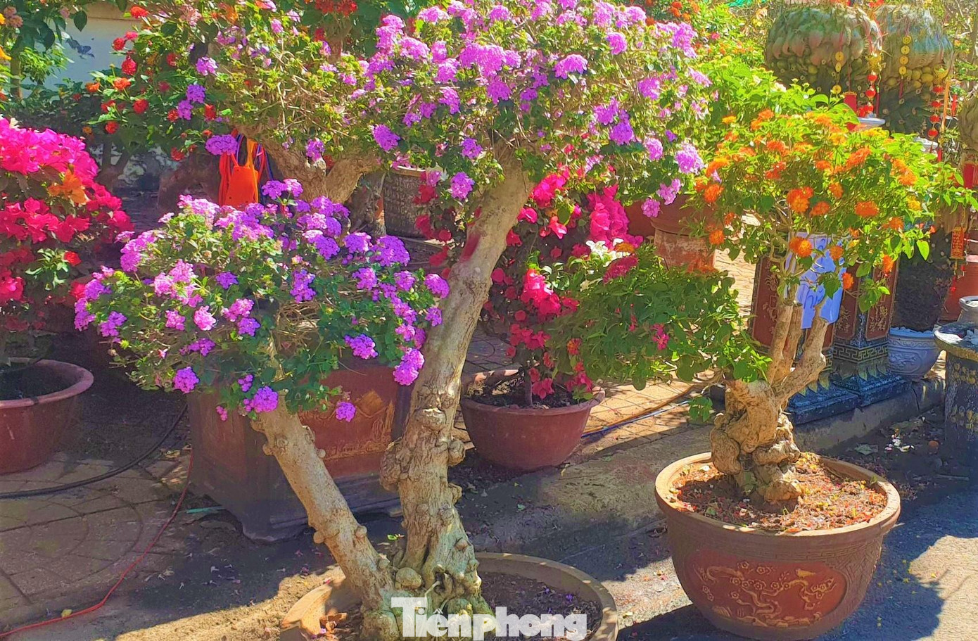 Tuy vậy, để có những gốc cây to xù xì tạo dáng đẹp, ông Đức đặt mua ở các tỉnh phía Bắc, sau đó ghép với các bụi cây dại tìm trong nội tỉnh. Cây ngũ sắc rất dễ chăm sóc, nở hoa quanh năm. Tuy nhiên, cây tự nhiên thưa hoa và ít màu sắc hơn nên ông Đức ghép thêm các màu hoa nhập từ Thái Lan cho đa dạng.