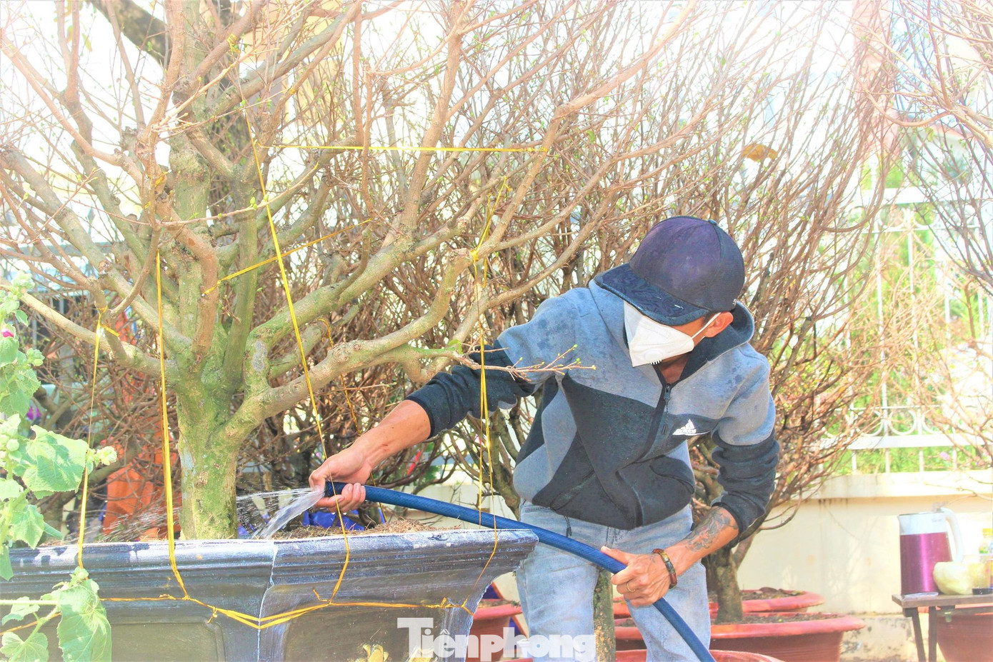 Những cây mai vàng nhiều năm tuổi "ngóng" khách