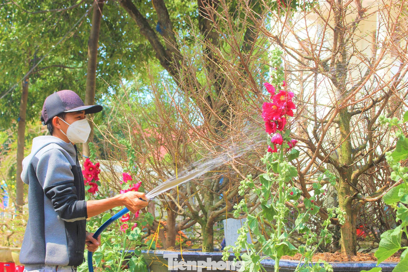 Thời tiết Buôn Ma Thuột nắng nóng khiến hoa nhanh "khát" nước