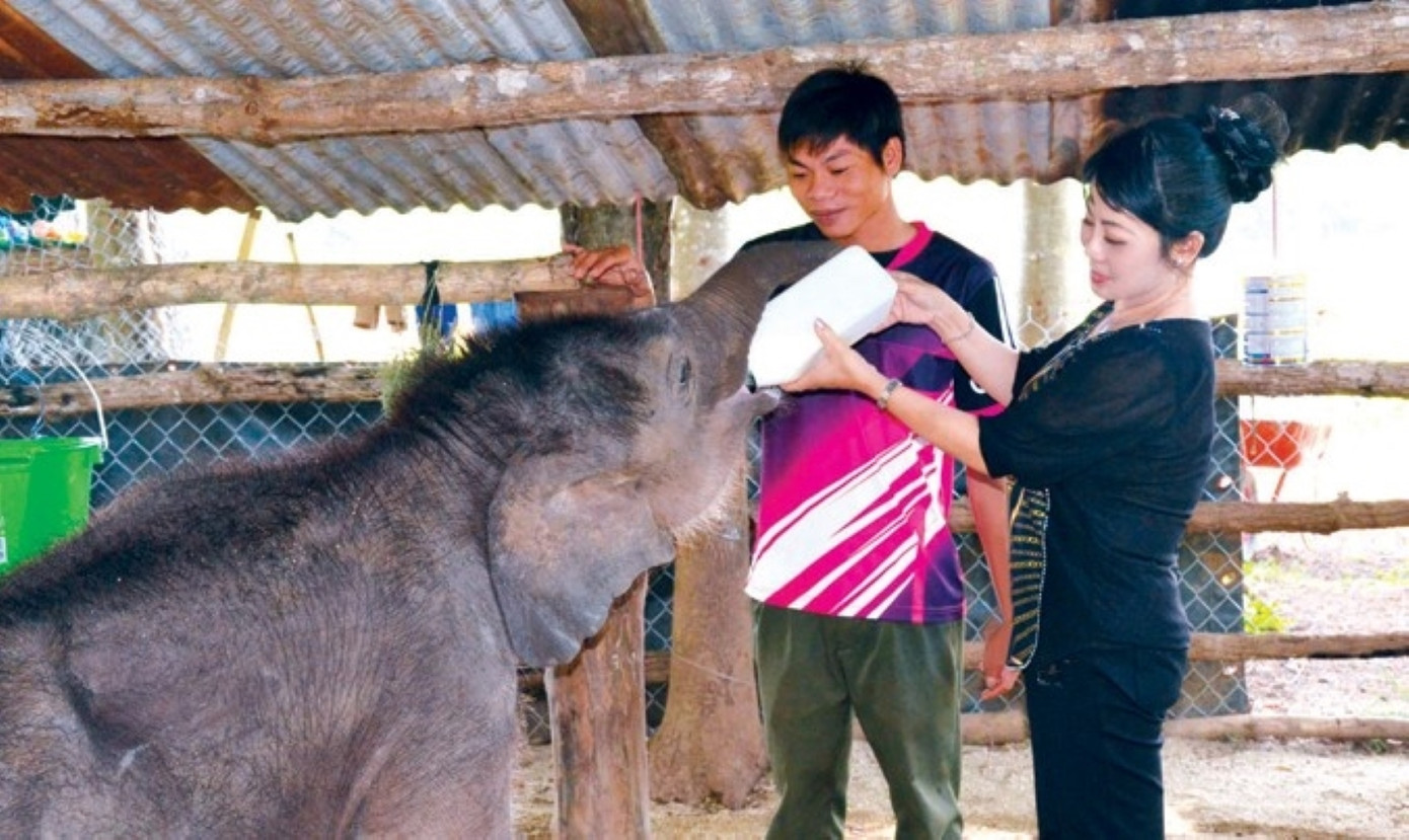 Voi Gold từng được cho uống sữa vì chưa mọc đủ răng. Ảnh: Hoàng Thiên Nga