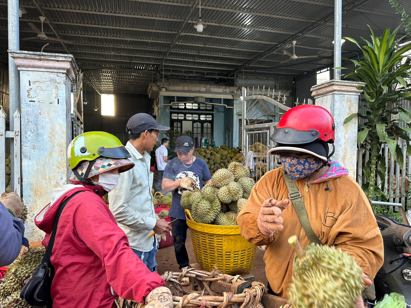 Thương lái mang hàng đến vựa thu mua. Thương lái mang hàng đến vựa thu mua.