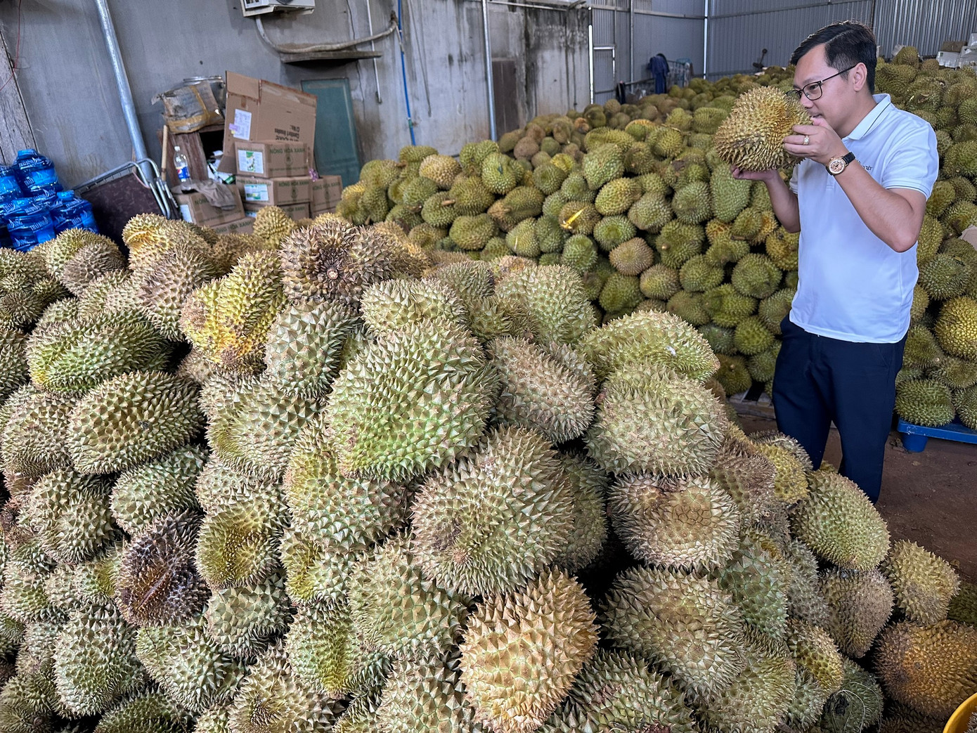 Sầu riêng đang được tập kết tại vựa. Sầu riêng đang được tập kết tại vựa.
