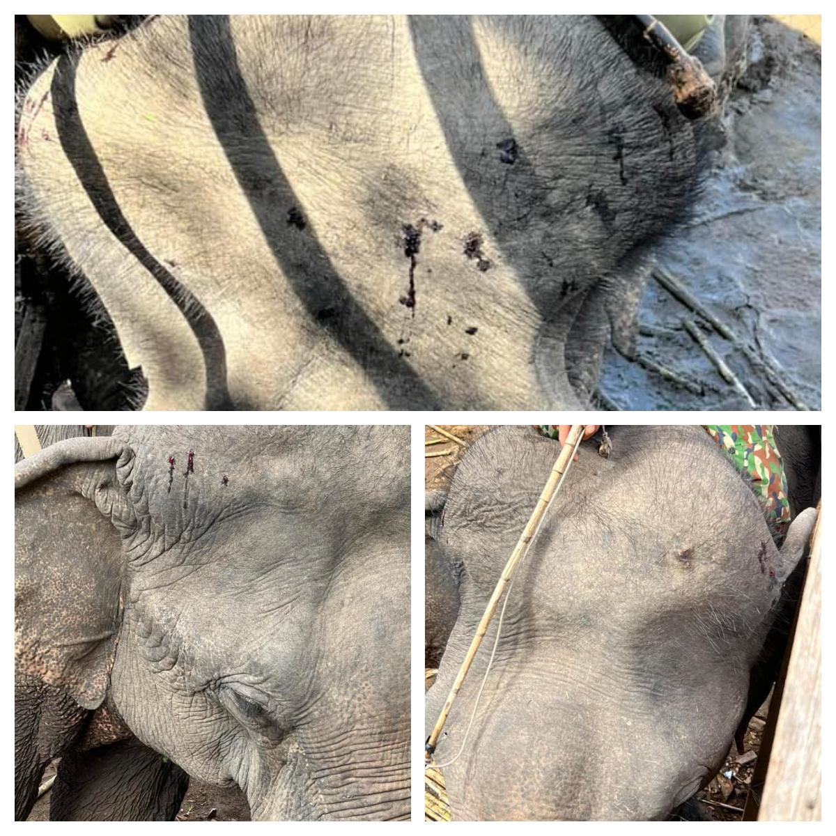 Những vết thương trên đầu, tai con voi nhà Đắk Lắk Những vết thương trên đầu, tai con voi nhà Đắk Lắk
