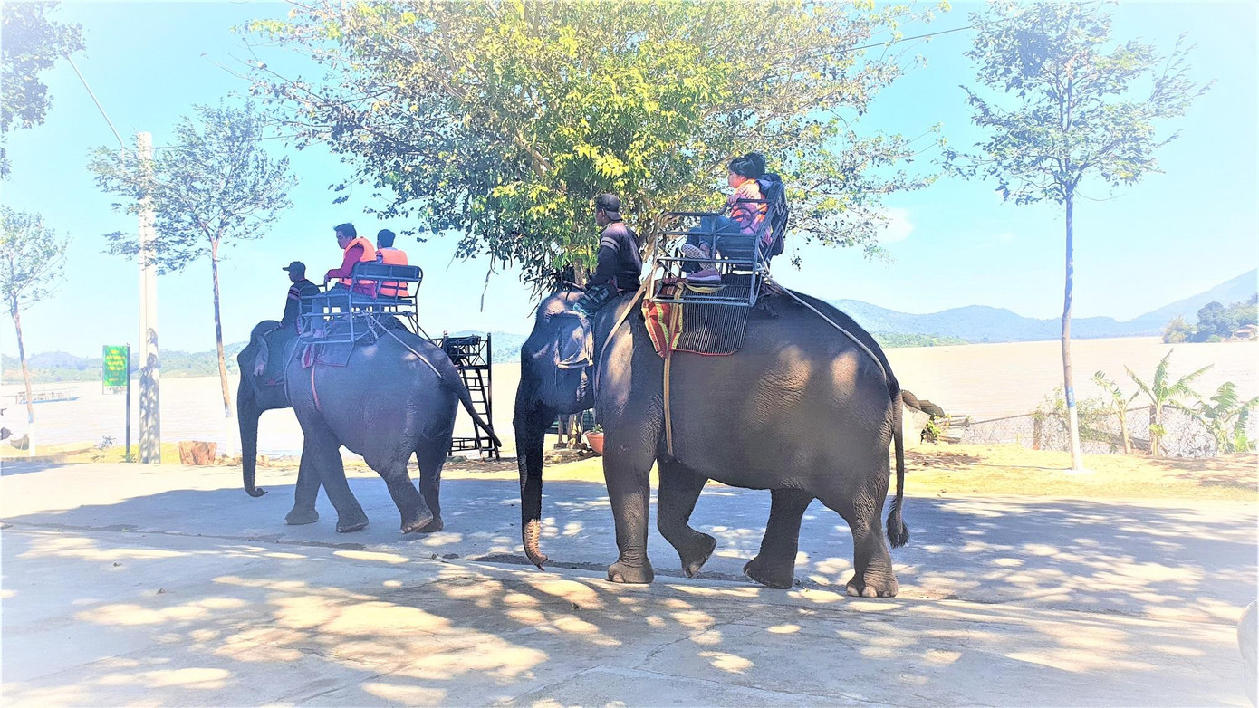 Voi nhà ở Đắk Lắk vẫn chở khách du lịch Voi nhà ở Đắk Lắk vẫn chở khách du lịch