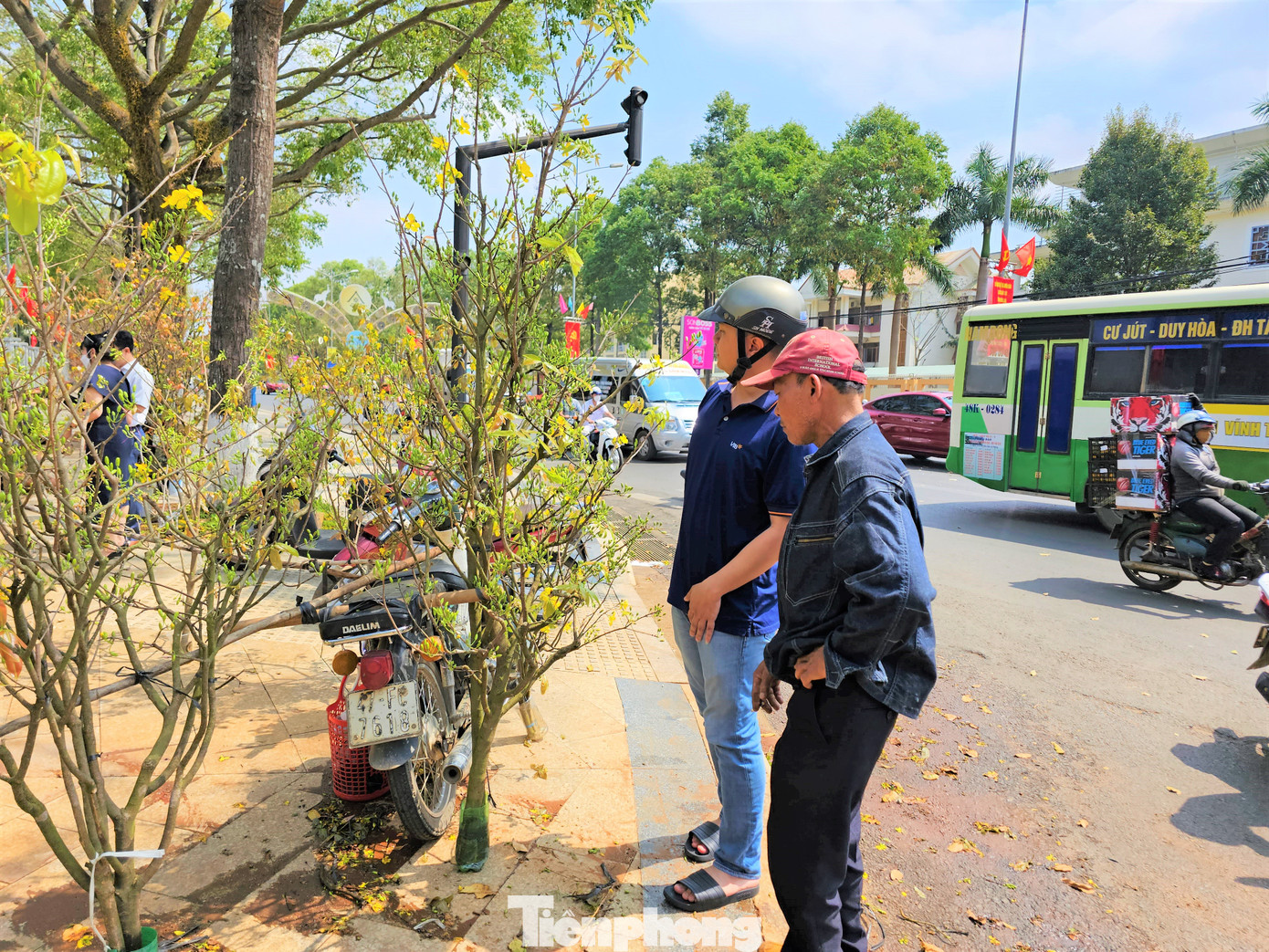 Giá mỗi nhánh mai rừng dao động từ vài trăm đến tiền triệu.
