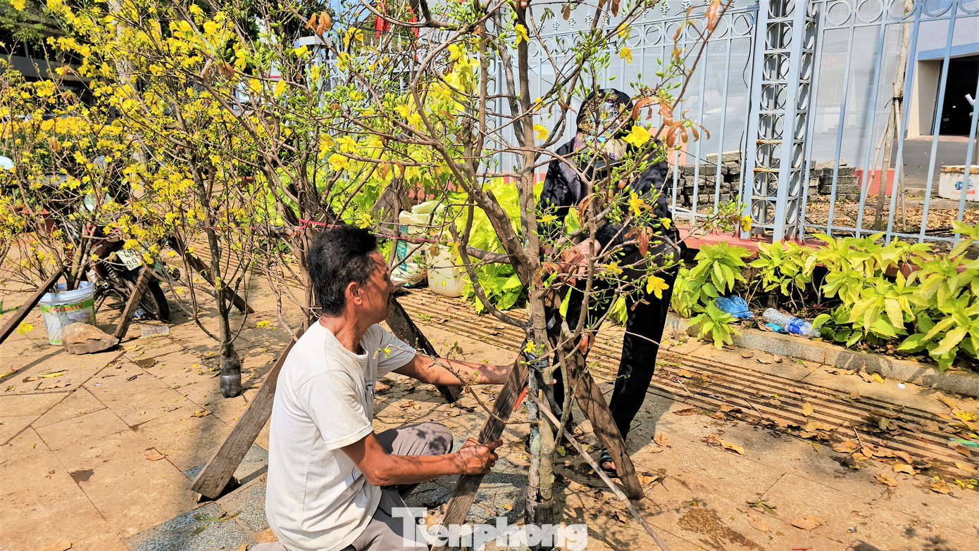 Giữa muôn vàn sắc hoa, mai rừng vẫn có vẻ đẹp riêng biệt.