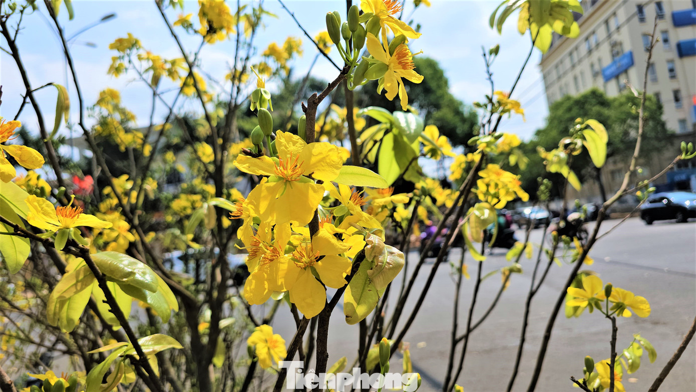 Những cánh mai rừng khoe sắc giữa nắng xuân.