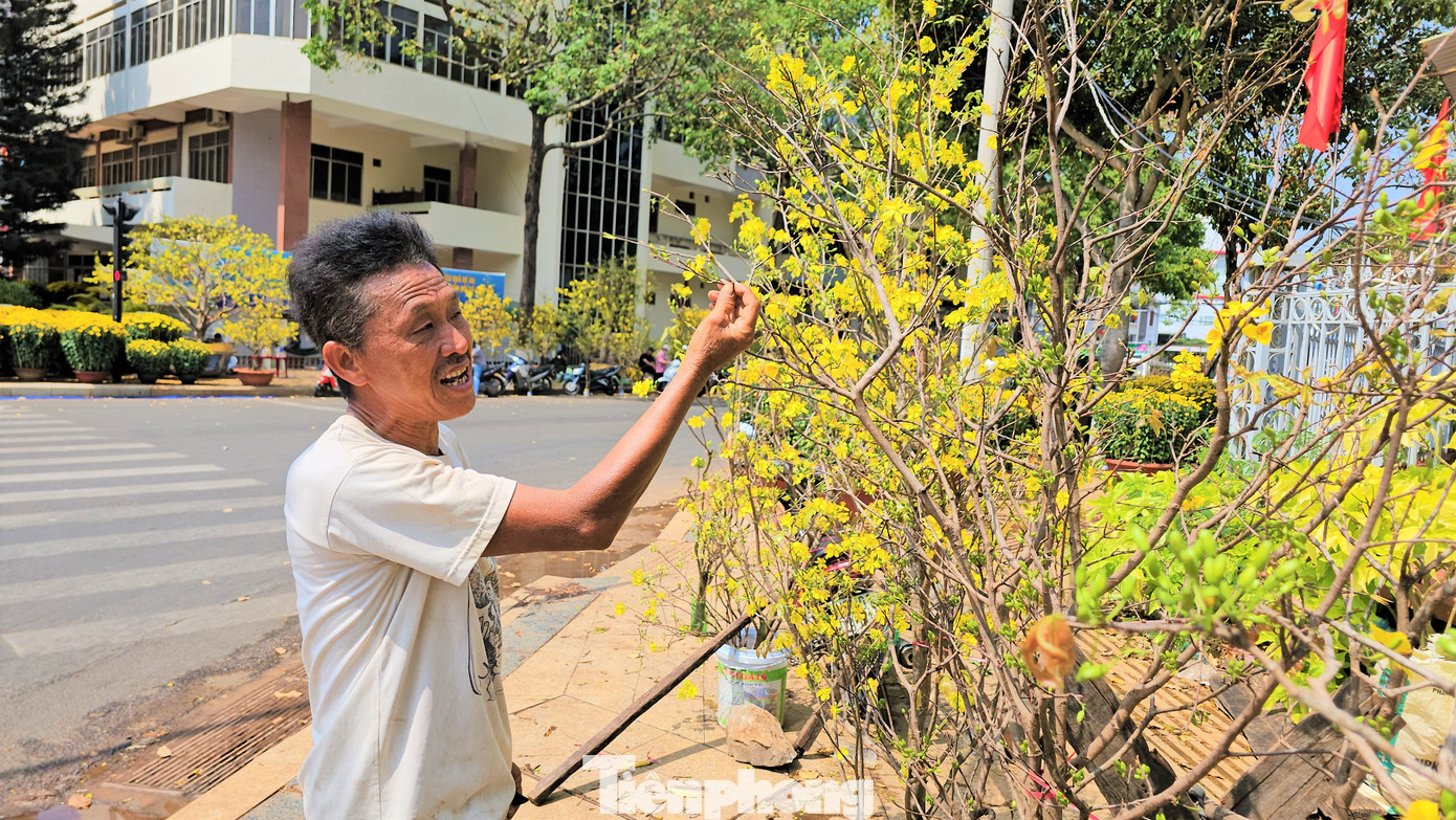 Ông Chảo Kim Sơn, người có hơn 30 năm tầm nã mai rừng.